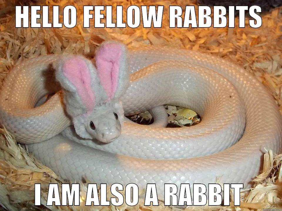 Hello fellow rabbits
